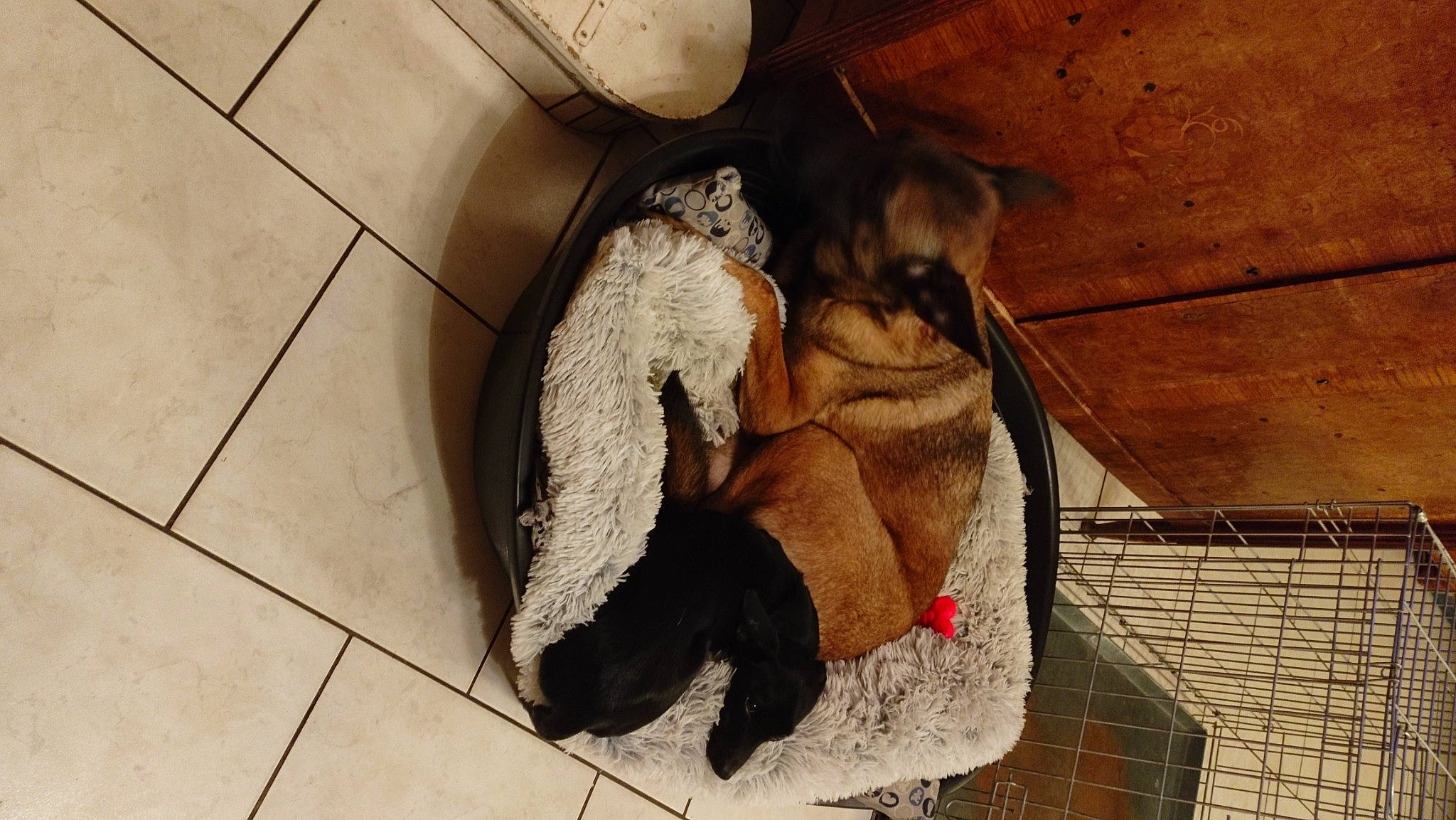 Réglisse participe au concours pour gagner de l'argent avec cette photo : animal_shelter, canidae, carnivore, comfort, companion_dog, dog, dog_breed, dog_supply, fawn, flooring, fur, liver, paw, pet_supply, snout, sporting_group, tail, tile_flooring, wood, working_animal