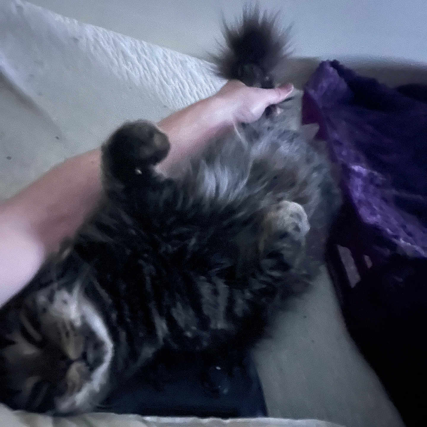 Tometheusaurus Rex joined the competition — help win amazing prizes! cat, tabby, fluffy, pet, animal, hand, tail, couch, fabric, indoor, relaxed, paws, fur, domestic, cozy, resting, lying_down, comfort, feline, home
