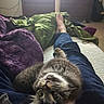 Tometheusaurus Rex joined the competition — help win amazing prizes! kitten, cat, pet, animal, indoor, bed, blanket, person, lap, relaxing, feline, cute, curious, fur, clothing, purple_blanket, green_blanket, casual, home, resting