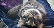 Tometheusaurus Rex is registered to the contest to win money with this photo: kitten, cat, animal, pet, playful, curious, upside_down, lap, clothing, blanket, indoor, cozy, feline, fur, eyes, mouth, person, legs, casual, relaxation