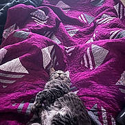 Tometheusaurus Rex joined the competition — help win amazing prizes! cat, tabby, quilt, purple, blanket, bed, cozy, relaxed, sleeping, fur, striped, indoor, comfort, pet, animal, resting, soft, texture, home, leisure