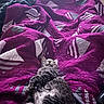 cat, tabby, quilt, purple, blanket, bed, cozy, relaxed, sleeping, fur, striped, indoor, comfort, pet, animal, resting, soft, texture, home, leisure