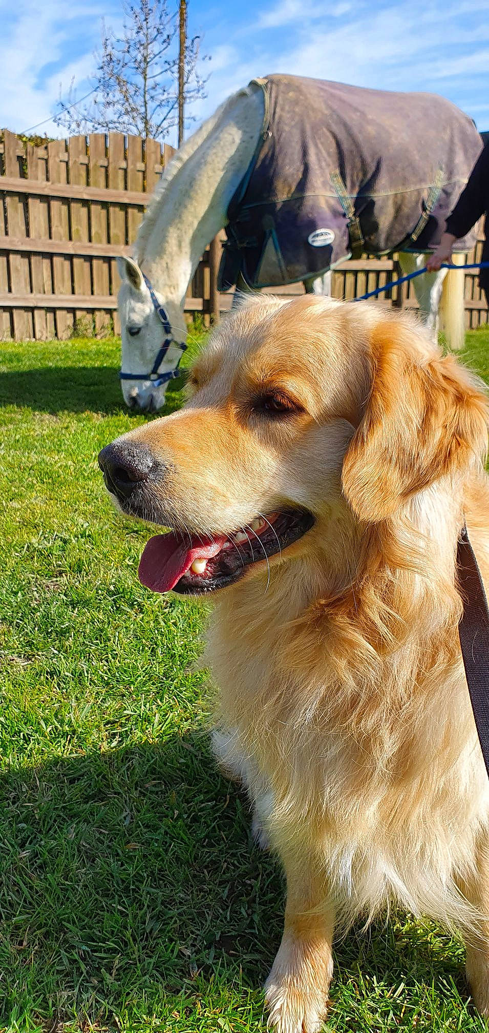 Perceval a rejoint le concours — aidez-le/la à gagner de superbes lots ! carnivore, collar, companion_dog, dog, dog_breed, dog_collar, fang, fawn, fence, fur, golden_retriever, grass, gun_dog, pet_supply, plant, retriever, snout, sporting_group, whiskers, working_dog