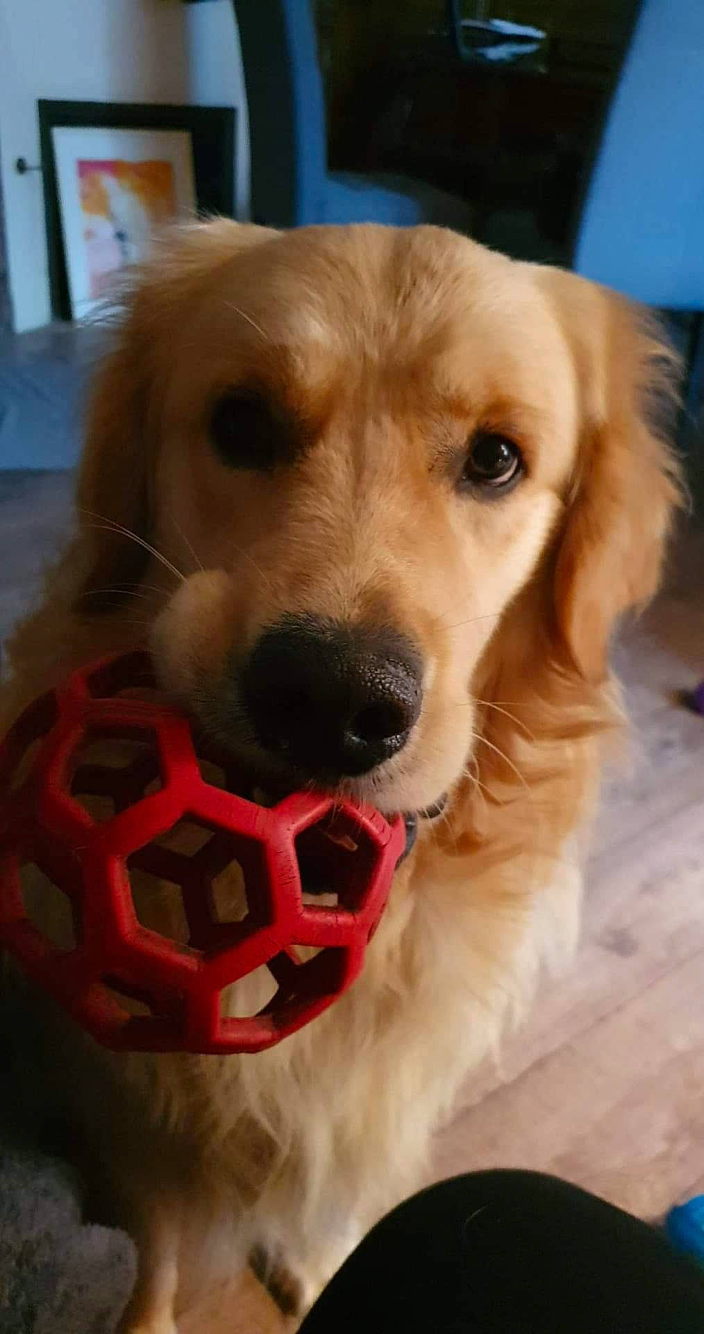 Perceval participe au concours pour gagner de l'argent avec cette photo : ball, carnivore, companion_dog, dog, dog_breed, dog_collar, dog_supply, fashion_accessory, fawn, fur, personal_protective_equipment, pet_supply, retriever, snout, sporting_group, sports_equipment, vertebrate, whiskers, wood, working_animal