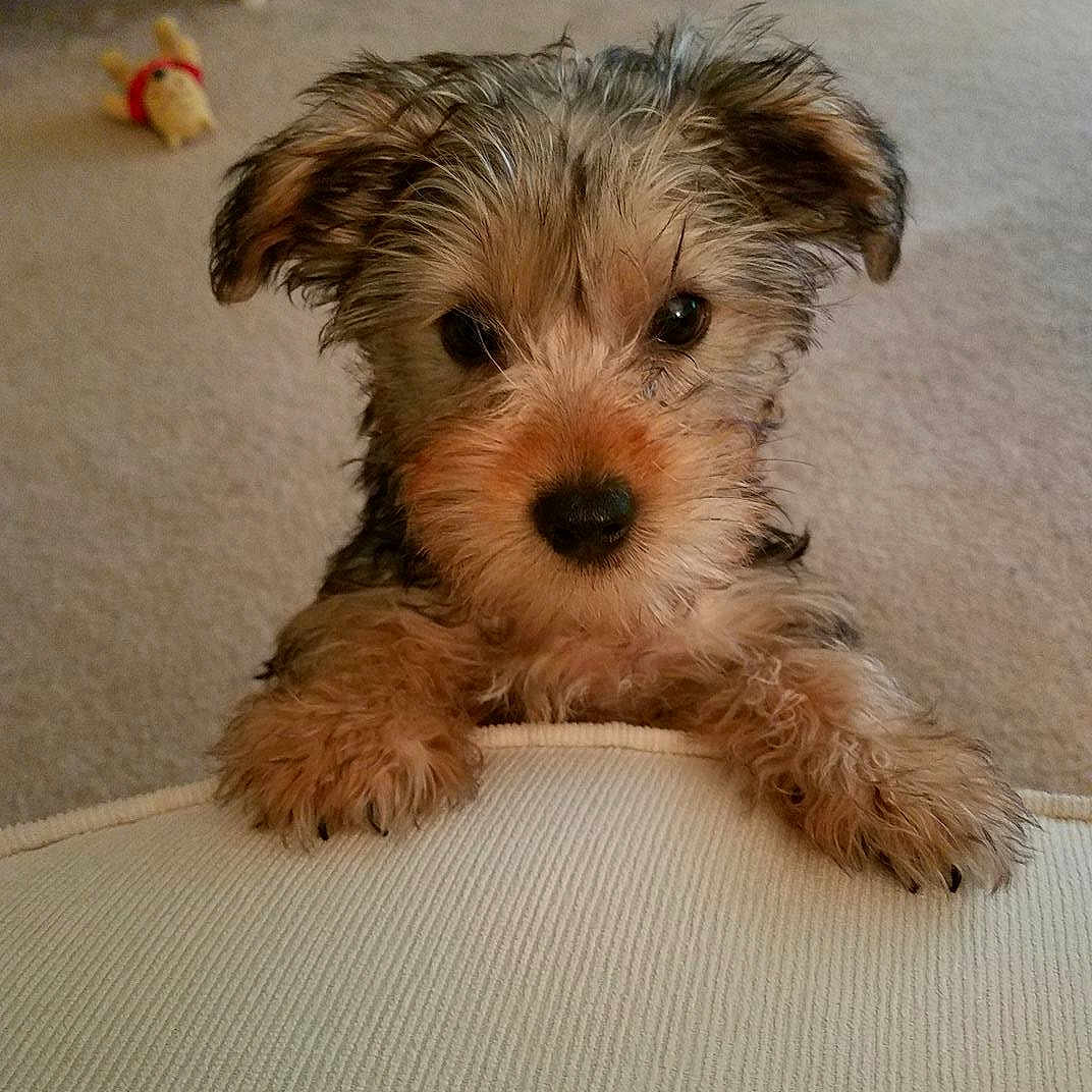 Chloe is registered to the contest to win money with this photo: canidae, carnivore, companion_dog, dog, dog_breed, dutch_smoushond, maltepoo, mammal, morkie, norfolk_terrier, norwich_terrier, puppy, schnoodle, small_terrier, snout, sporting_lucas_terrier, terrier, vertebrate, yorkipoo, yorkshire_terrier