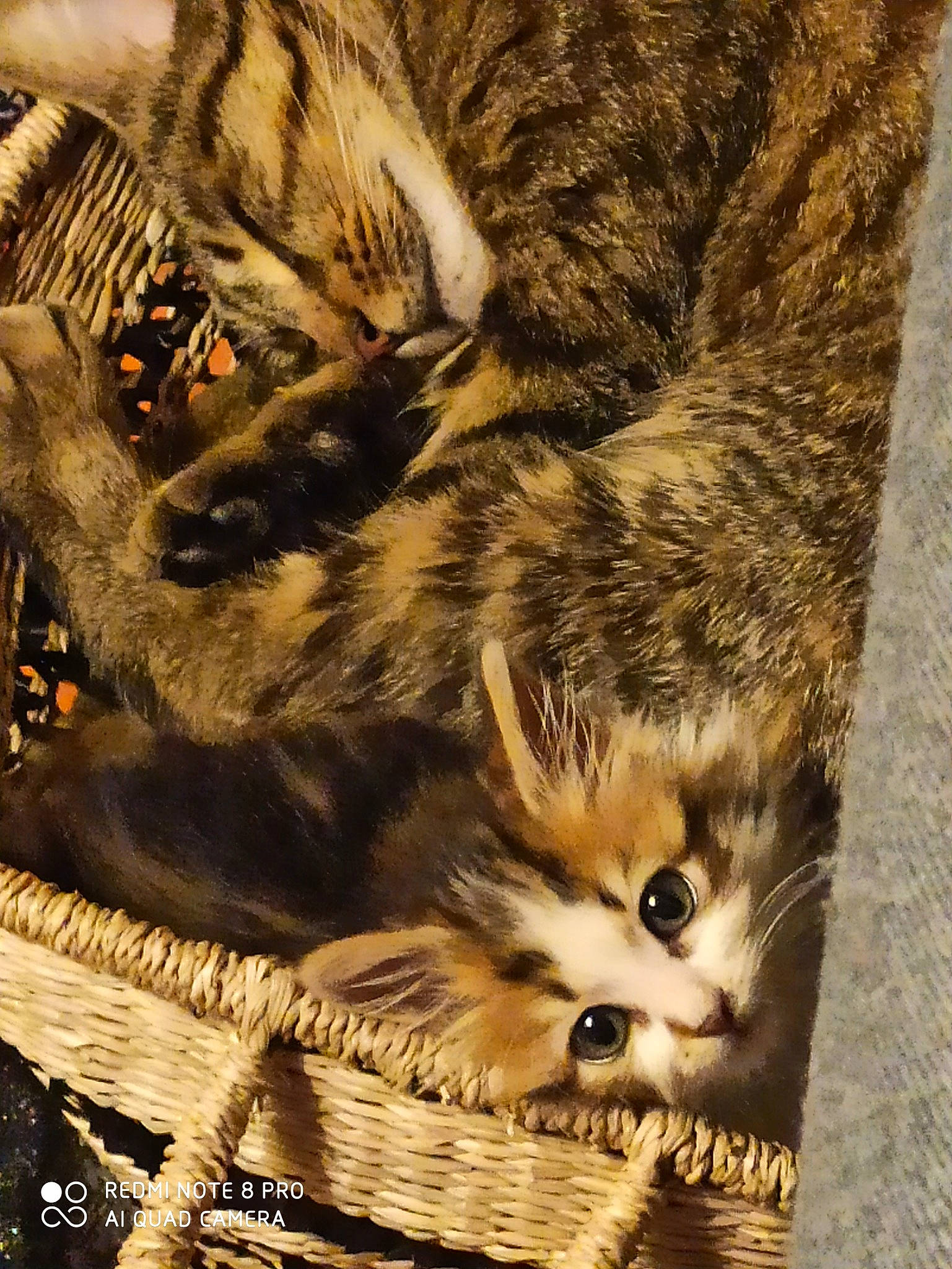 Ernest a rejoint le concours — aidez-le/la à gagner de superbes lots ! art, big_cats, box, carnivore, cat, domestic_short_haired_cat, fawn, felidae, fur, illustration, mammal, pattern, paw, small_to_medium_sized_cats, snout, tail, terrestrial_animal, vertebrate, whiskers, wood