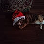 Faith joined the competition — help win amazing prizes! cat, santa_hat, floor, tabby_cat, pet, indoor, animal, holiday, costume, cute, fur, whiskers, ears, tail, striped, domestic_cat, laying_down, looking_up, red, white