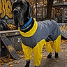 dog, great_dane, pet, animal, wearing_clothes, raincoat, yellow, gray, blue_collar, skateboard, skate_park, urban, graffiti, outdoor, autumn, leaves, string_lights, portrait, standing, funny
