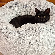 Looping a rejoint le concours — aidez-le/la à gagner de superbes lots ! cat, black_cat, pet, fluffy_bed, furniture, wood_floor, wood_paneling, domestic_animal, resting, cozy, indoor, fur, animal, cute, sleeping_area, comfort, relaxed, whiskers, ears, eyes