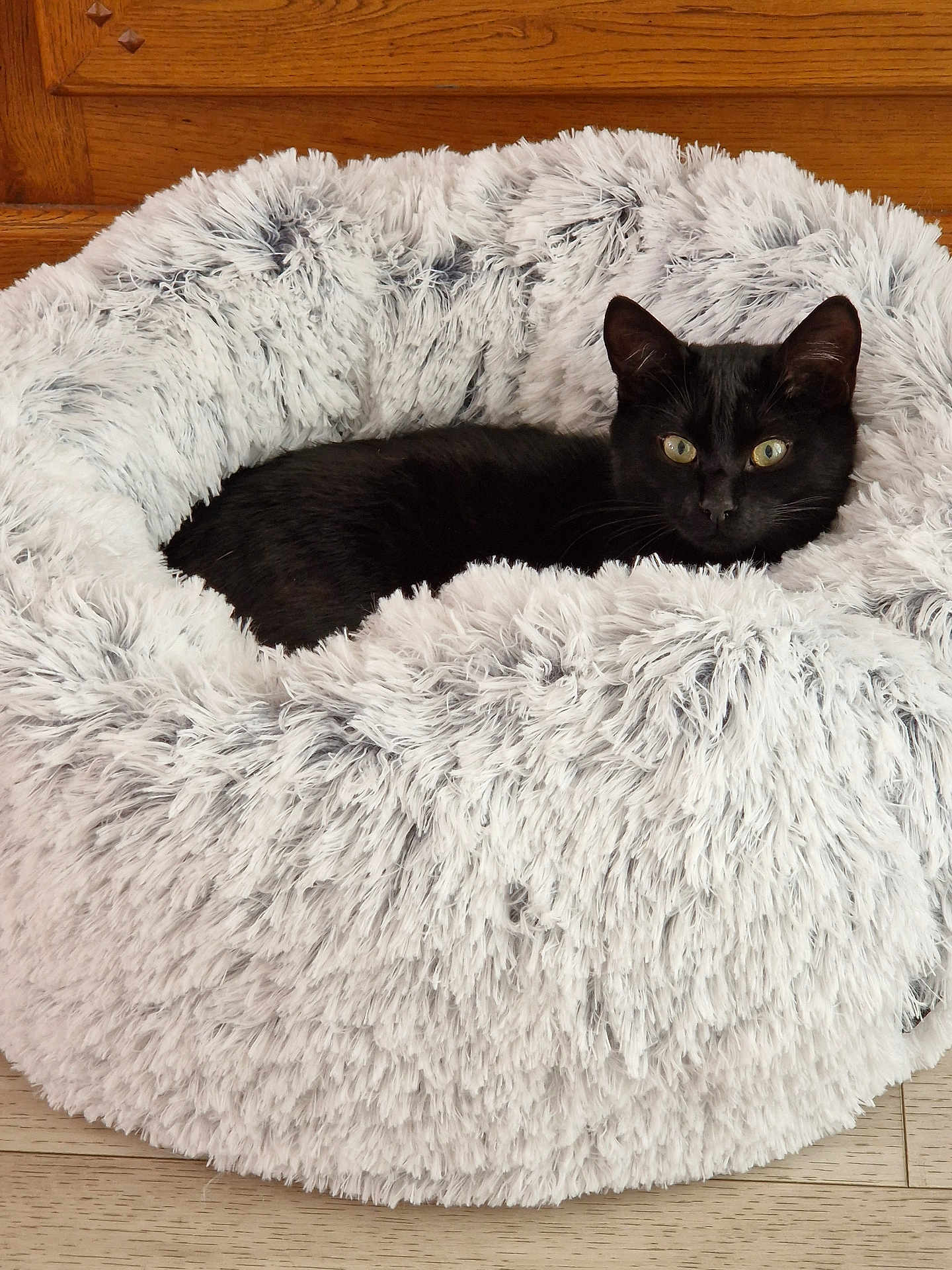Looping a rejoint le concours — aidez-le/la à gagner de superbes lots ! cat, black_cat, pet, fluffy_bed, furniture, wood_floor, wood_paneling, domestic_animal, resting, cozy, indoor, fur, animal, cute, sleeping_area, comfort, relaxed, whiskers, ears, eyes