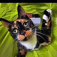 Brandy is registered to the contest to win money with this photo: cat, calico, pet, animal, whiskers, green_tunnel, playful, curious, paw, indoor, close_up, feline, cute, face, eyes, fur, tabby, colorful, adorable, portrait