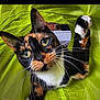 cat, calico, pet, animal, whiskers, green_tunnel, playful, curious, paw, indoor, close_up, feline, cute, face, eyes, fur, tabby, colorful, adorable, portrait