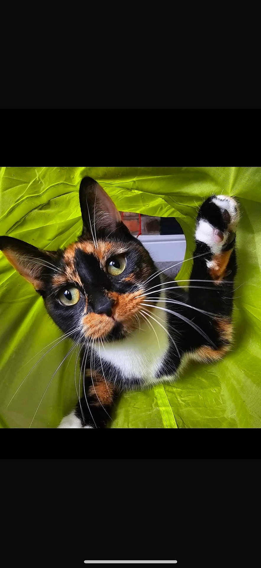 Brandy