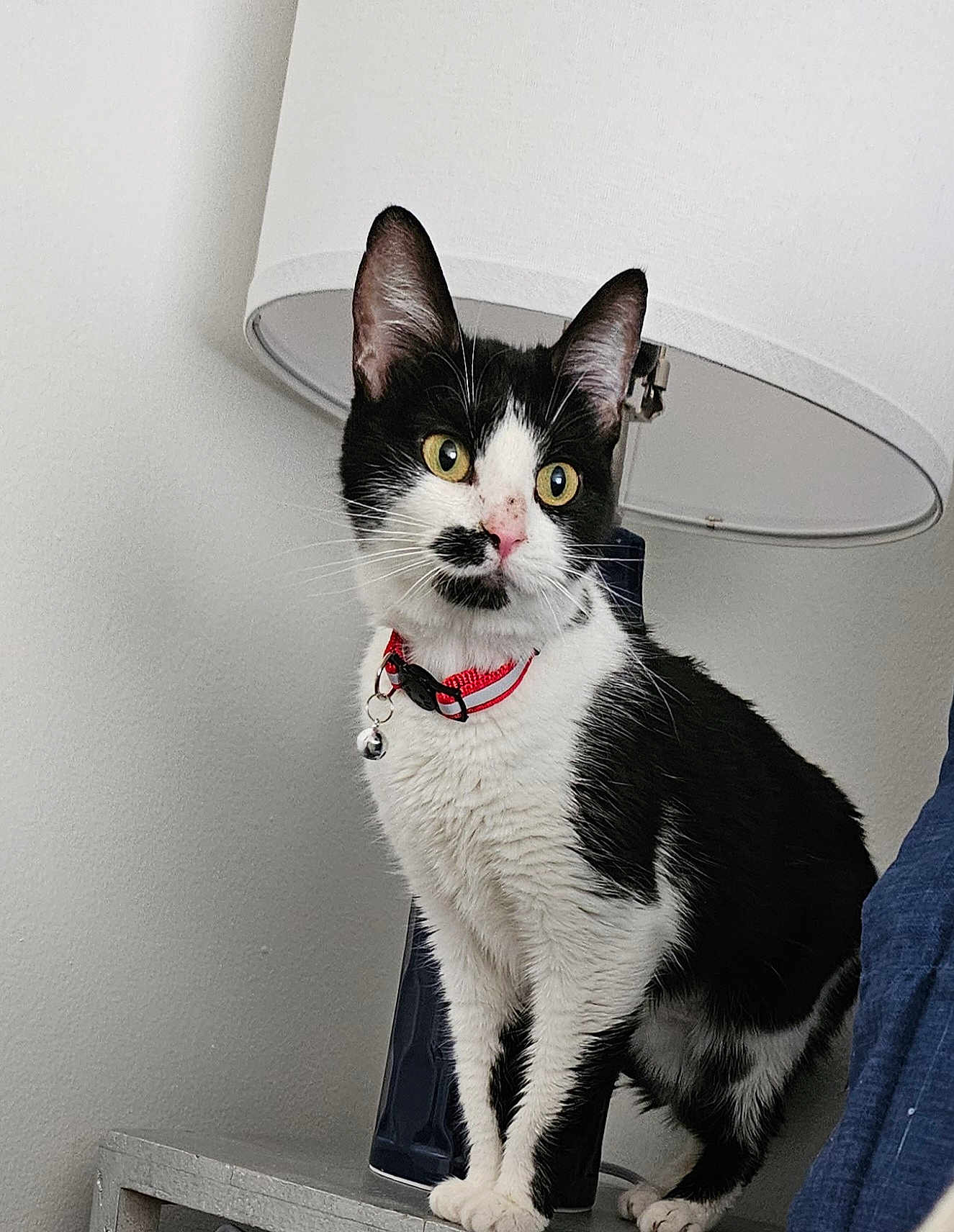 Jillybean is registered to the contest to win money with this photo: cat, black_and_white, feline, pet, collar, indoor, lamp, curious, alert, whiskers, yellow_eyes, fur, animal, domestic, standing, table, home, cute, portrait, mammal