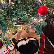 Jillybean is registered to the contest to win money with this photo: cat, black_and_white, sleeping, christmas_tree, christmas_ornament, red_bauble, string_lights, tree_skirt, snowman, holiday, decorations, festive, indoor, cozy, pet, fur, curled_up, quiet, resting, celebration