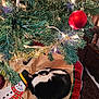 cat, black_and_white, sleeping, christmas_tree, christmas_ornament, red_bauble, string_lights, tree_skirt, snowman, holiday, decorations, festive, indoor, cozy, pet, fur, curled_up, quiet, resting, celebration