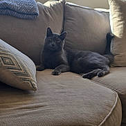 Thunder joined the competition — help win amazing prizes! cat, gray_cat, couch, sofa, pillow, cushion, living_room, window, sunlight, indoor, lounging, pet, relaxed, tail, ears, green_eyes, upholstery, throw_blanket, home_interior, cozy