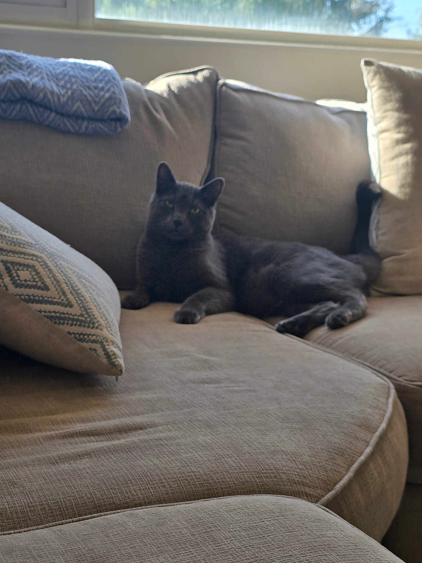 Thunder joined the competition — help win amazing prizes! cat, gray_cat, couch, sofa, pillow, cushion, living_room, window, sunlight, indoor, lounging, pet, relaxed, tail, ears, green_eyes, upholstery, throw_blanket, home_interior, cozy