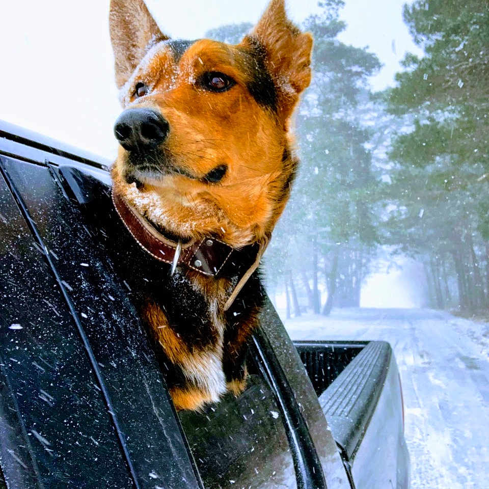 Koda