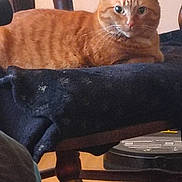 Lily Kitty joined the competition — help win amazing prizes! cat, orange_tabby, chair, blanket, indoor, furniture, pet, animal, relaxed, wood, domestic_cat, feline, resting, cozy, closeup, eyes, whiskers, ears, floor, seat