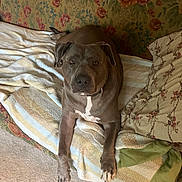 Duncan is registered to the contest to win money with this photo: dog, canine, pet, gray_dog, white_chest, bed, blanket, floral_pattern, wallpaper, indoor, resting, comfortable, cozy, carpet, home, relaxed, animal, furniture, sleeping_area, domestic