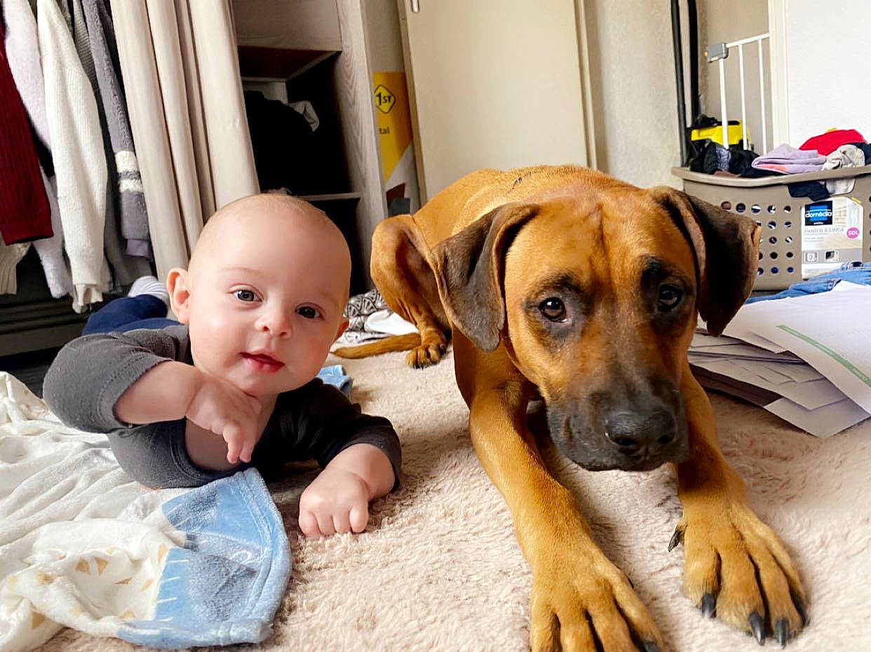 Lorenzo a rejoint le concours — aidez-le/la à gagner de superbes lots ! baby, baby_toddler_clothing, carnivore, child, comfort, companion_dog, curtain, dog, dog_breed, eye, fawn, flooring, fur, guard_dog, paw, person, sitting, sporting_group, toddler, working_animal