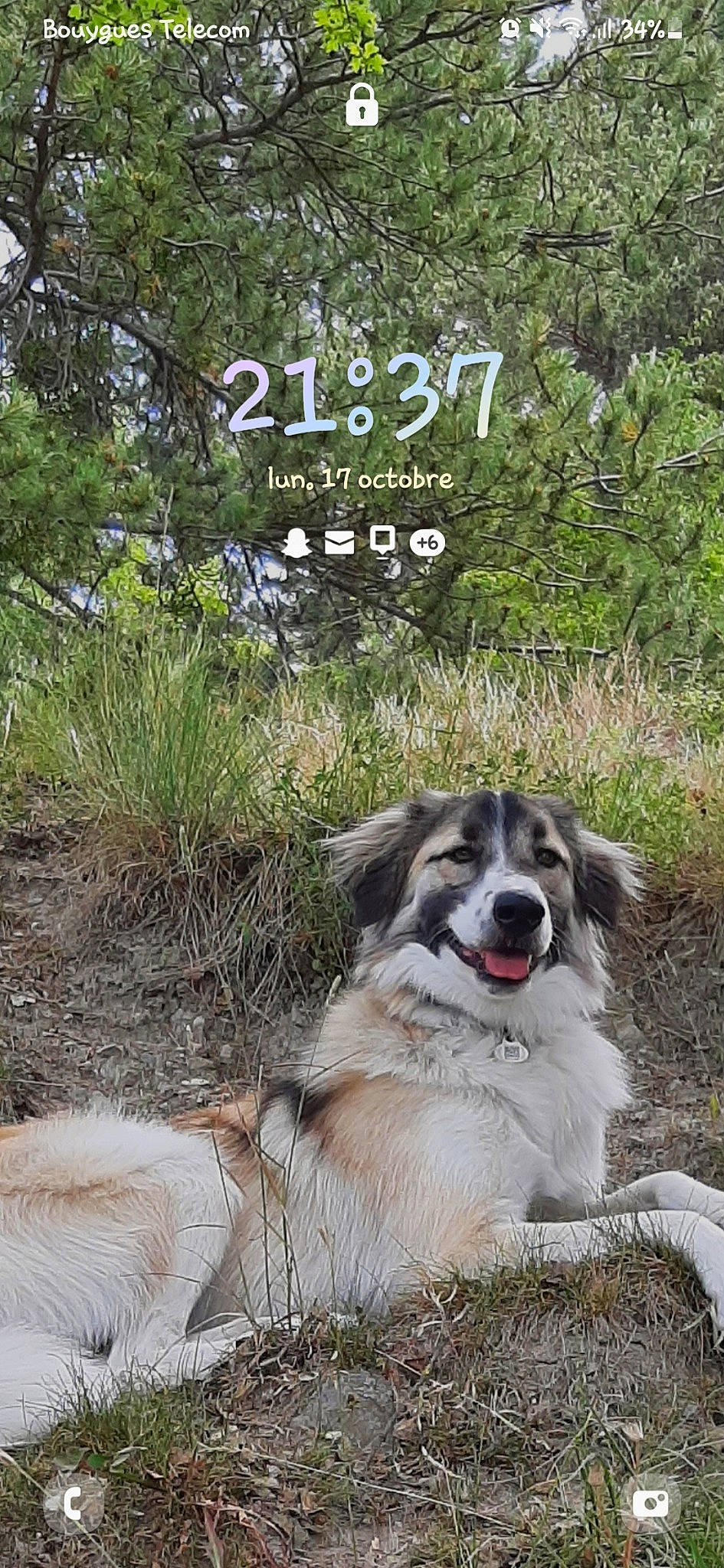 Rio participe au concours pour gagner de l'argent avec cette photo : carnivore, companion_dog, dog, dog_breed, font, grass, landscape, natural_landscape, plant, terrestrial_animal, tree, working_dog