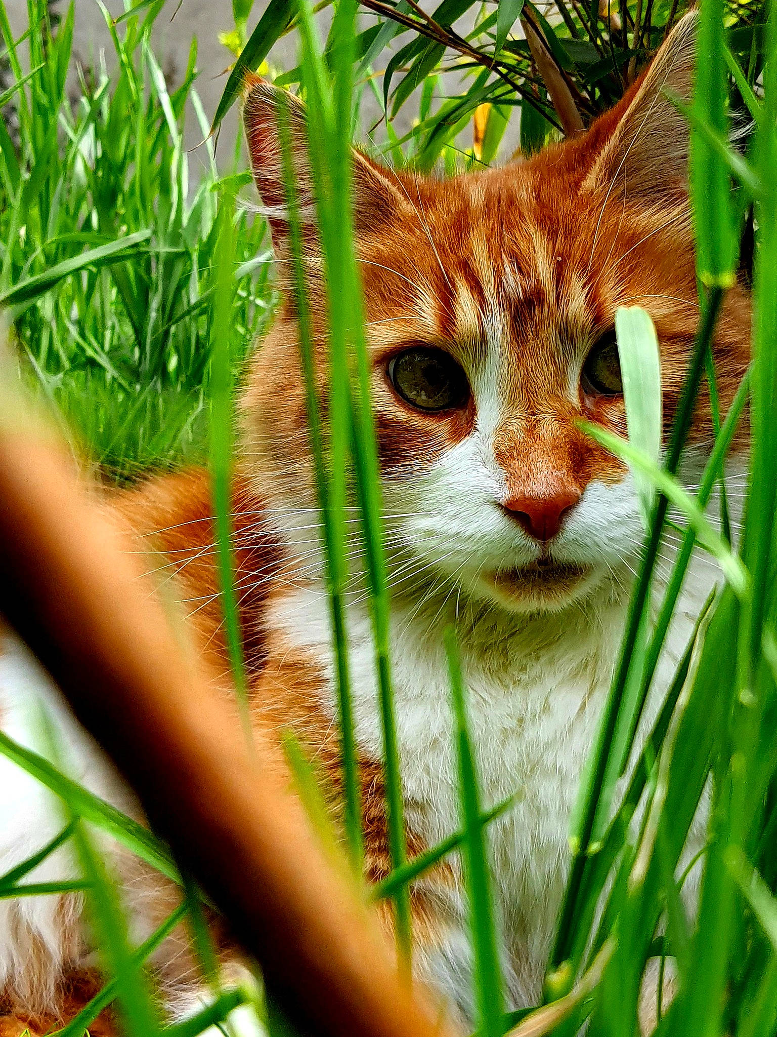 Mousse a rejoint le concours — aidez-le/la à gagner de superbes lots ! botany, carnivore, cat, close_up, domestic_short_haired_cat, eye, fawn, felidae, fur, grass, groundcover, organism, plant, small_to_medium_sized_cats, snout, tail, terrestrial_animal, terrestrial_plant, tree, whiskers