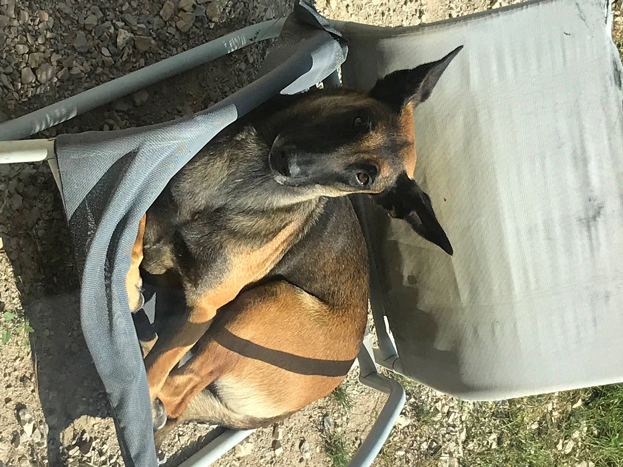 Moonlight a rejoint le concours — aidez-le/la à gagner de superbes lots ! bat, canidae, carnivore, collar, dog, dog_breed, fawn, fur, mammal, marsupial, snout, sporting_group, terrestrial_animal, vertebrate, wallaby, wildlife, working_animal