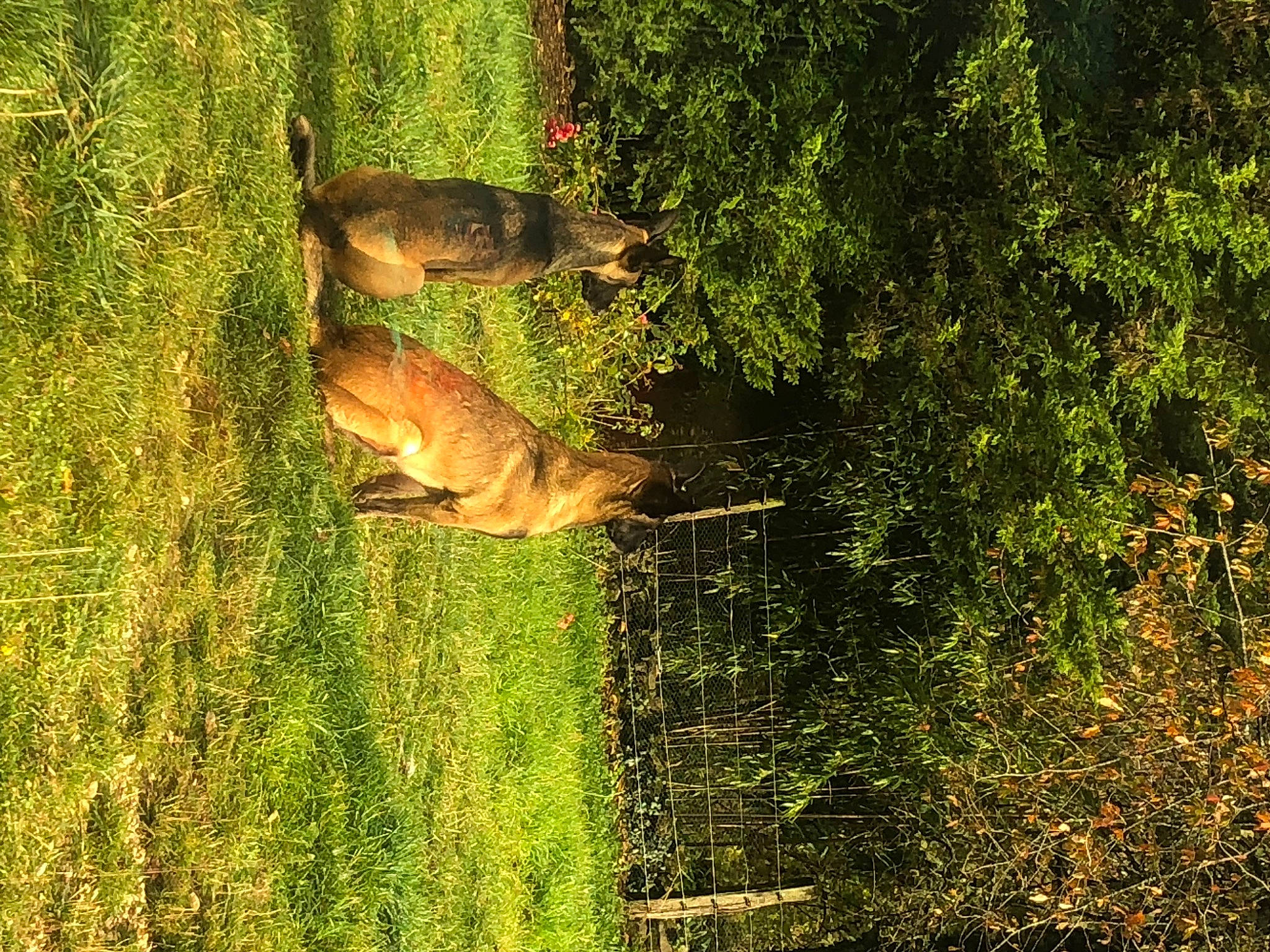 Moonlight a rejoint le concours — aidez-le/la à gagner de superbes lots ! branch, carnivore, fawn, felidae, forest, grass, grassland, landscape, natural_landscape, people_in_nature, plant, shrub, tail, terrestrial_animal, tints_and_shades, tree, trunk, wildlife, wood, woodland