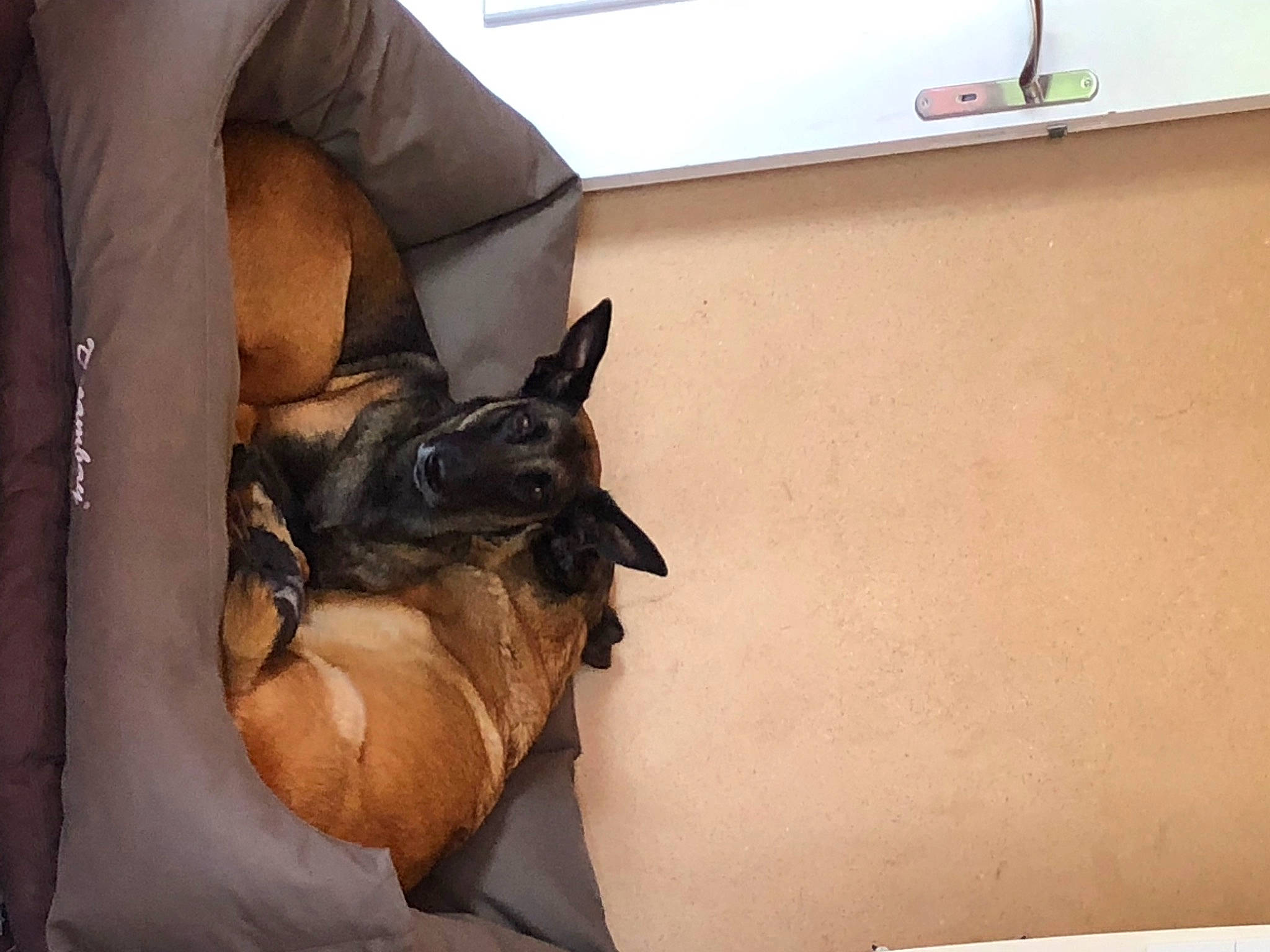 Moonlight participe au concours pour gagner de l'argent avec cette photo : boston_terrier, canidae, carnivore, comfort, companion_dog, couch, dog, dog_breed, fawn, felidae, flooring, hardwood, human_leg, small_to_medium_sized_cats, snout, tail, toy_dog, whiskers, window, working_animal