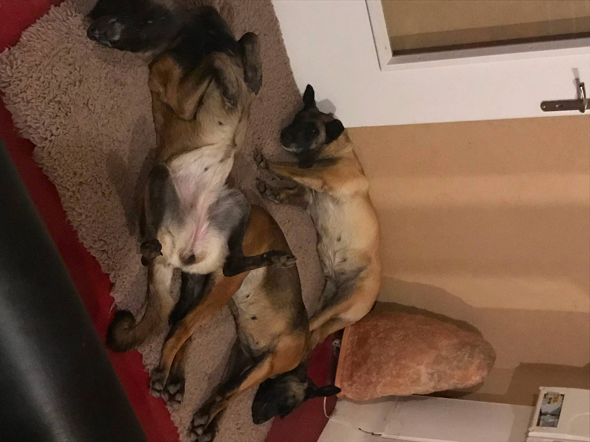 Loukoum participe au concours pour gagner de l'argent avec cette photo : art, canidae, carnivore, comfort, companion_dog, dog_breed, fawn, felidae, flooring, fur, grey, hardwood, linens, room, small_to_medium_sized_cats, sporting_group, tail, whiskers, window, wood