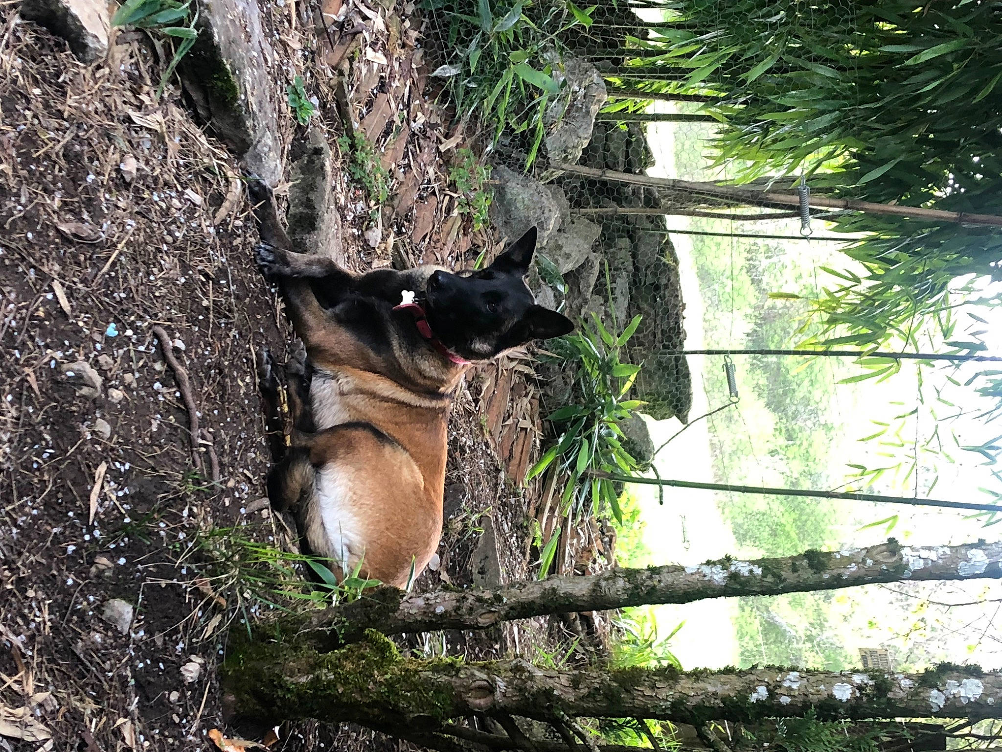 Loukoum participe au concours pour gagner de l'argent avec cette photo : canidae, carnivore, dog, dog_breed, fawn, felidae, forest, grass, jungle, marsupial, plant, snout, tail, terrestrial_animal, tree, trunk, twig, wildlife, wood, woodland