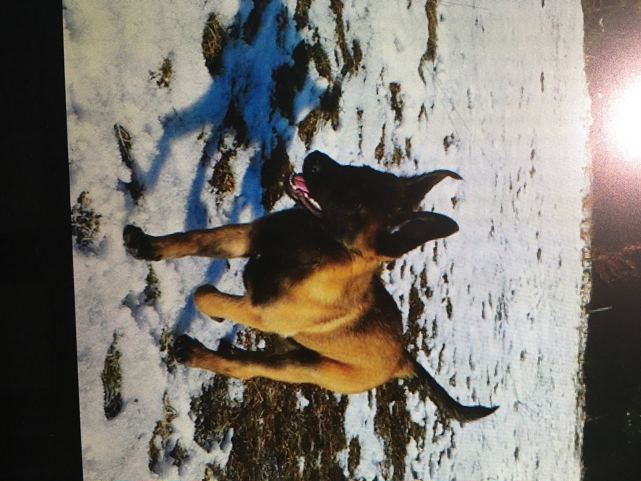 Loukoum participe au concours pour gagner de l'argent avec cette photo : art, branch, canidae, carnivore, dog, dog_breed, fawn, freezing, fur, german_shepherd_dog, snout, snow, sporting_group, tail, tints_and_shades, tree, trunk, window, winter, wood