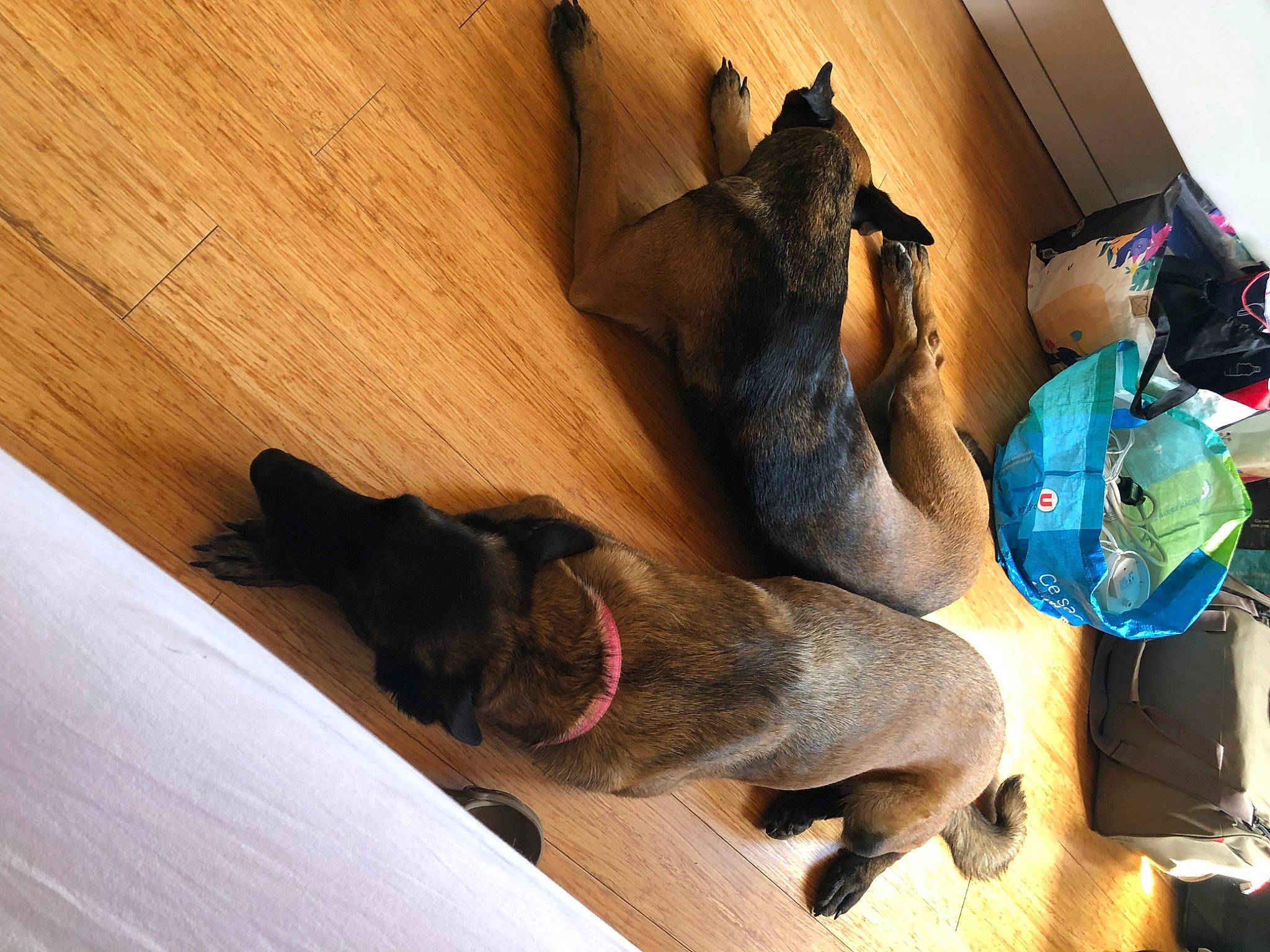 Loukoum a rejoint le concours — aidez-le/la à gagner de superbes lots ! canidae, carnivore, comfort, companion_dog, dog, dog_breed, dog_supply, fawn, flooring, guard_dog, hardwood, liver, paw, pet_supply, room, sporting_group, tail, wood, wood_stain, working_animal