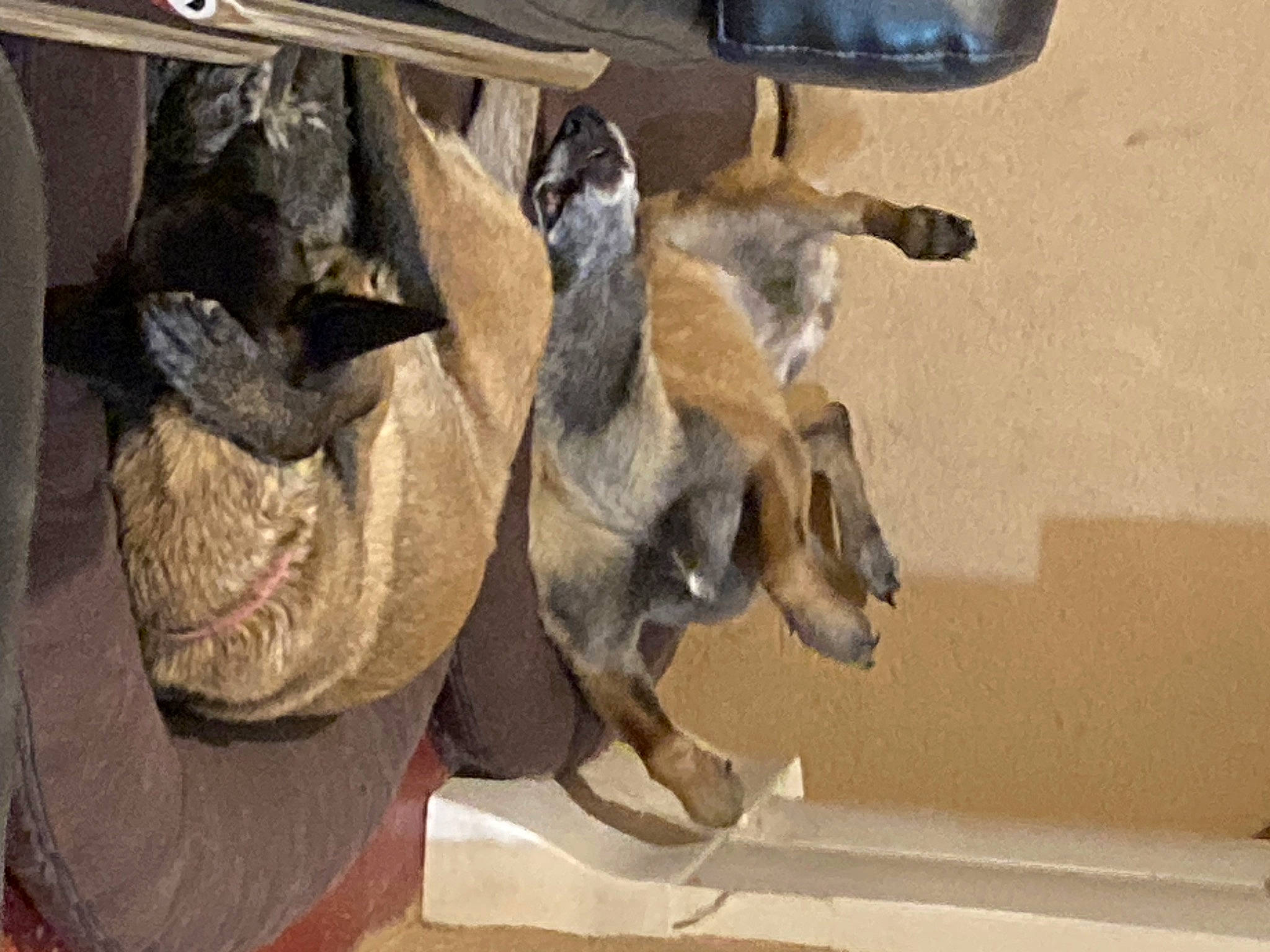 Indy a rejoint le concours — aidez-le/la à gagner de superbes lots ! art, dog_breed, fawn, goat_antelope, livestock, snout, terrestrial_animal, working_animal