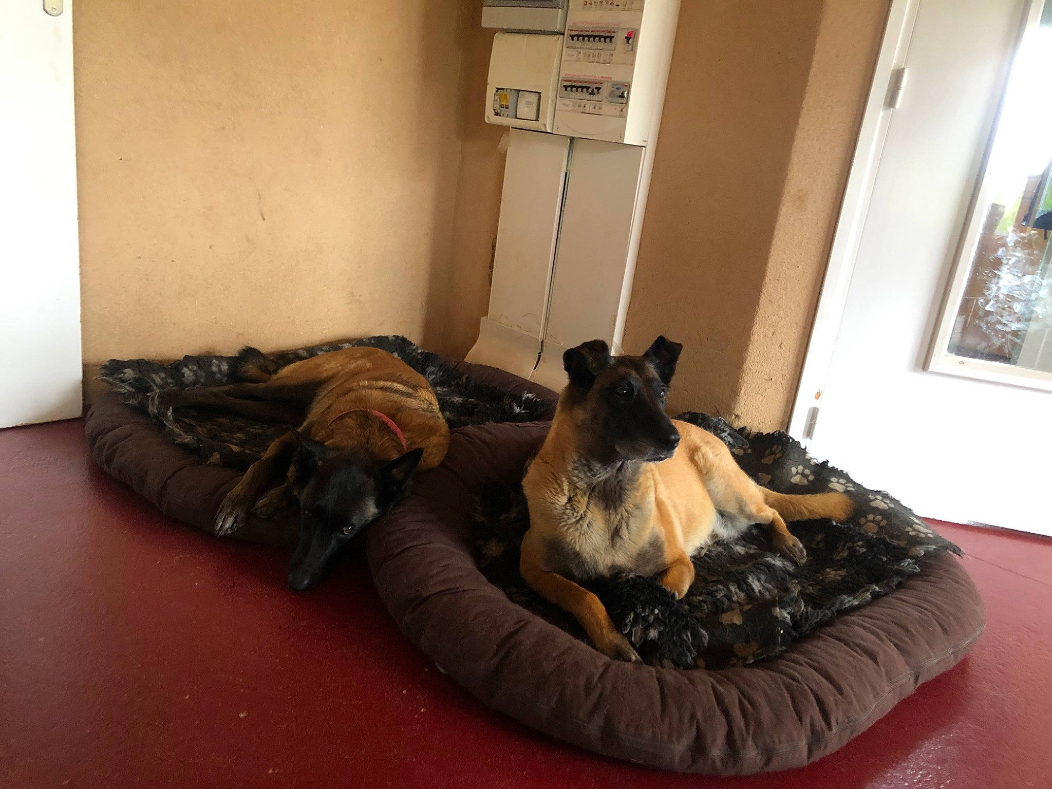 Indy participe au concours pour gagner de l'argent avec cette photo : bean_bag, carnivore, comfort, companion_dog, couch, dog, dog_bed, dog_breed, fawn, felidae, floor, flooring, hardwood, linens, living_room, room, small_to_medium_sized_cats, studio_couch, window, wood