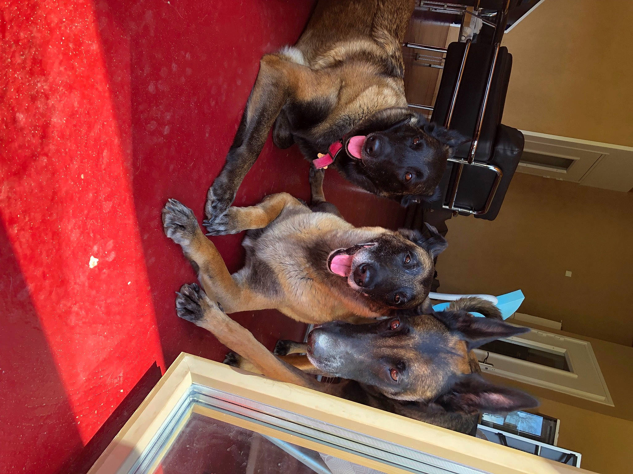 Indy participe au concours pour gagner de l'argent avec cette photo : canidae, carnivore, dog, dog_breed, fawn, fur, liver, machine, metal, snout, sporting_group, wood, working_animal