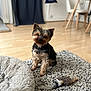 dog, small_dog, yorkshire_terrier, pet, indoor, rug, plush_bed, toy, wooden_floor, furniture, chair, table, cozy, cute, animal, domestic_animal, sitting, looking, blurred_background, home
