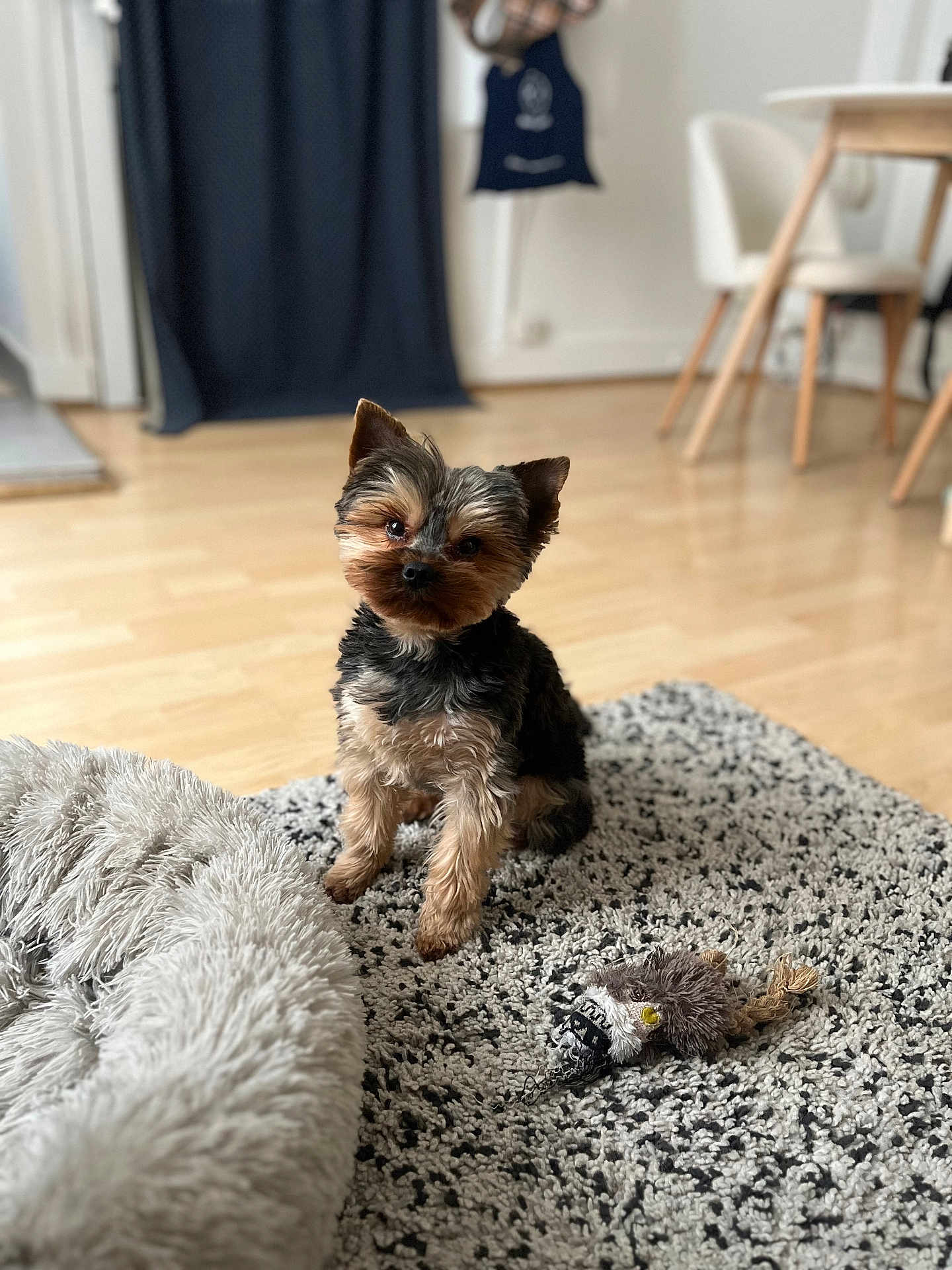 Tobby participe au concours pour gagner de l'argent avec cette photo : dog, small_dog, yorkshire_terrier, pet, indoor, rug, plush_bed, toy, wooden_floor, furniture, chair, table, cozy, cute, animal, domestic_animal, sitting, looking, blurred_background, home