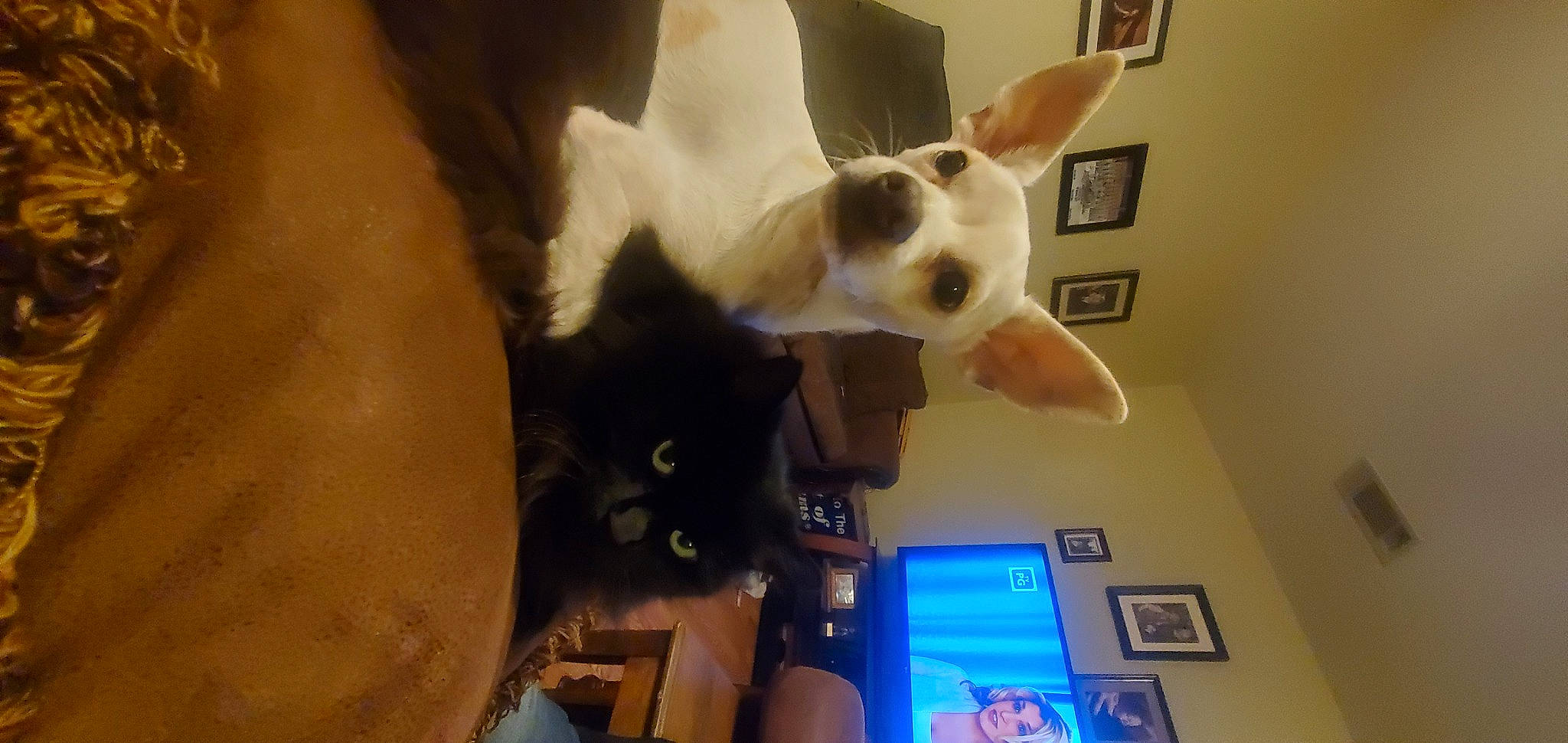 Lala is registered to the contest to win money with this photo: canidae, carnivore, cat, comfort, companion_dog, dog_breed, domestic_short_haired_cat, ear, fawn, felidae, fur, gesture, paw, room, small_to_medium_sized_cats, snout, tail, whiskers, wood, working_animal