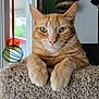 cat, orange_tabby, pet, indoor, window, toy, hanging_toy, feline, paw, fur, closeup, relaxed, looking, animal, domestic_cat, whiskers, soft_texture, cozy, daylight, portrait