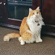 Mickie joined the competition — help win amazing prizes! carpet, cat, collar, curiosity, domestic_cat, fluffy, furniture, green_eyes, id_tag, indoor, long_hair, orange_cat, paws, pet, portrait, sitting, tail, tv_stand, whiskers, white_fur