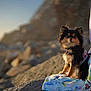 dog, small_dog, fluffy, outdoor, rocks, blanket, person, purple_clothing, colorful_skirt, sunset_lighting, portrait, pet, animal, nature, sitting, cute, companion, fur, calm, rocky_background