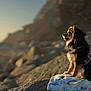 dog, small_dog, pet, rock, blanket, outdoor, sunlight, golden_hour, person, sitting, side_view, nature, casual_clothing, striped_sweater, shorts, warm_light, animal, companion, scenic, relaxation