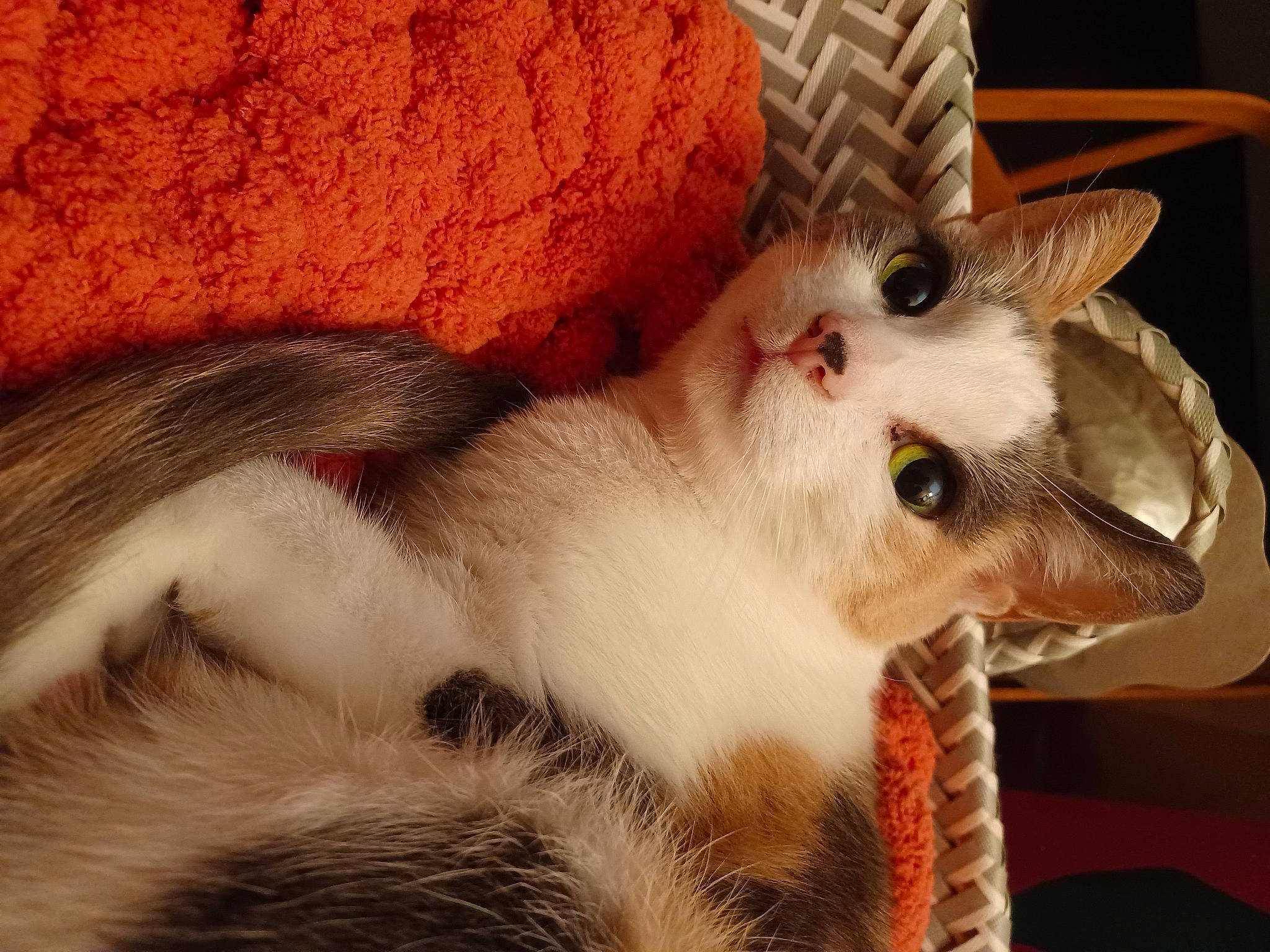 Jules is registered to the contest to win money with this photo: carnivore, cat, cat_supply, comfort, domestic_short_haired_cat, fawn, felidae, fur, oriental_shorthair, paw, pet_supply, rex_cat, small_to_medium_sized_cats, snout, tail, terrestrial_animal, whiskers