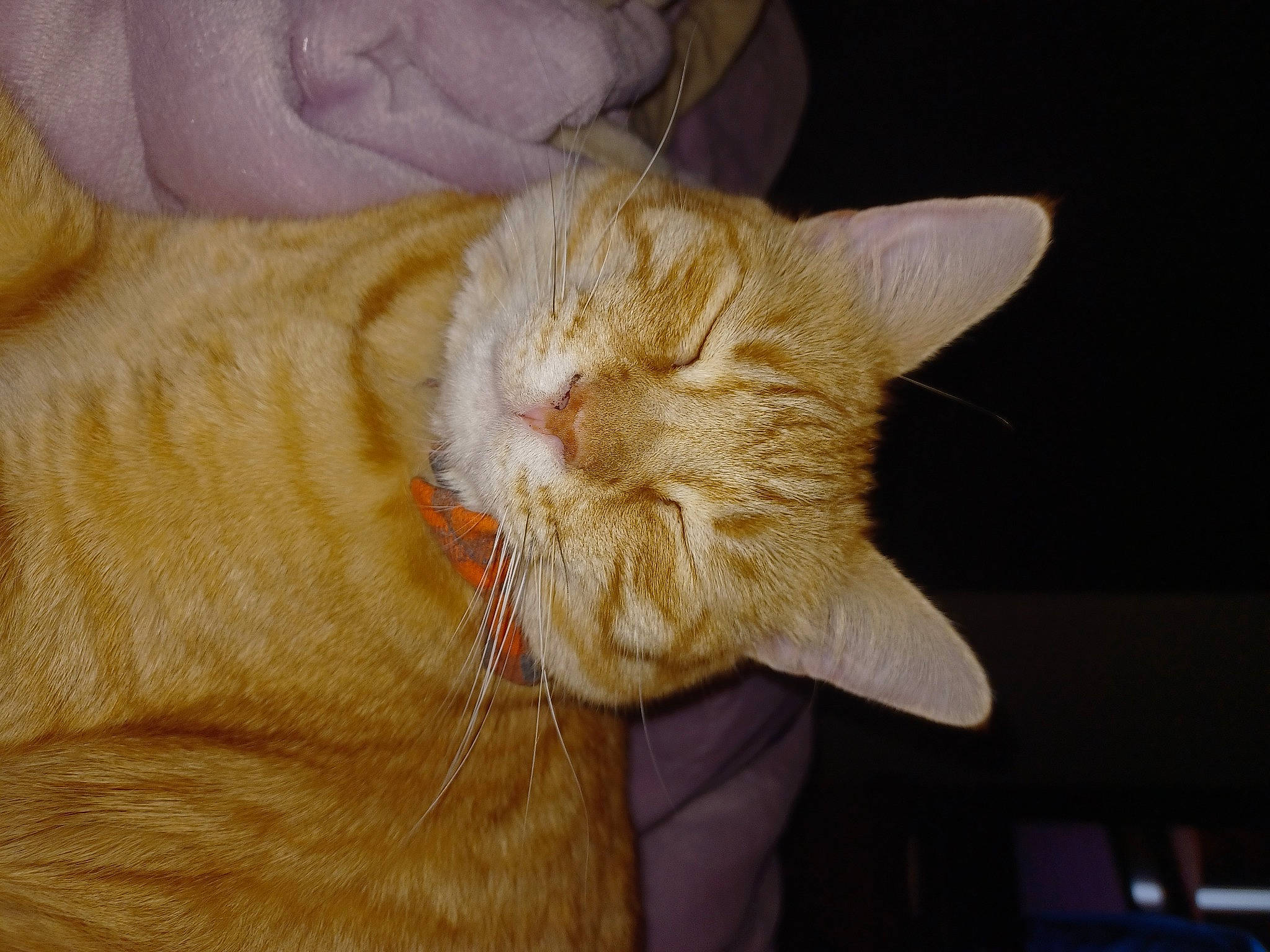 Archie joined the competition — help win amazing prizes! carnivore, cat, claw, comfort, domestic_short_haired_cat, fawn, felidae, fur, hat, nail, paw, small_to_medium_sized_cats, tail, whiskers, wood, wrinkle