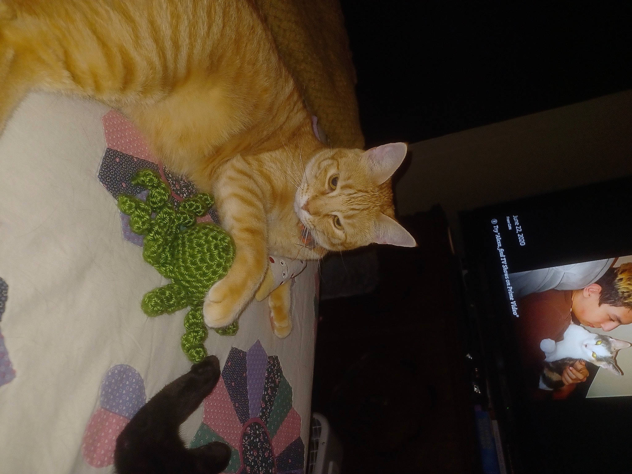 Archie joined the competition — help win amazing prizes! carnivore, cat, claw, comfort, domestic_short_haired_cat, fawn, felidae, fur, linens, pattern, plant, room, small_to_medium_sized_cats, tail, textile, thread, tree, whiskers, wood, wool