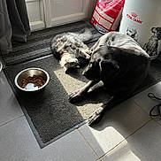 Ava participe au concours pour gagner de l'argent avec cette photo : animal, black_dog, cat, container, curtain, dog, door, fluffy_cat, food_bowl, home, indoor, kibble, mat, pet, pet_food, playing, relaxed, resting, sunlight, tile_floor