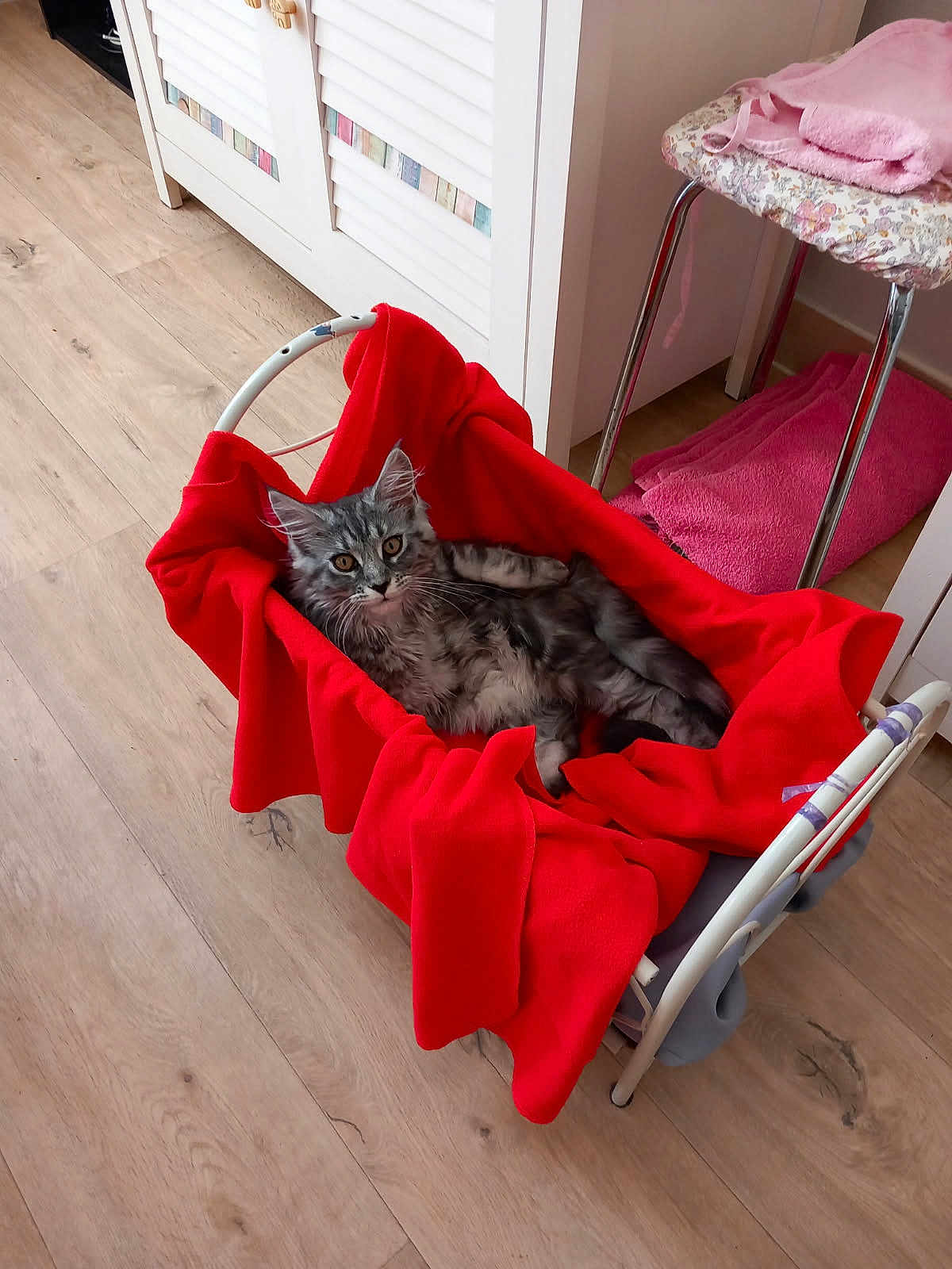 Ava participe au concours pour gagner de l'argent avec cette photo : cat, tabby_cat, pet, feline, indoor, blanket, red_blanket, cradle, wooden_floor, chair, fluffy_cat, relaxed, resting, fur, animal, cozy, home, domestic, comfortable, furniture
